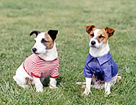 �u���̃C���[�W